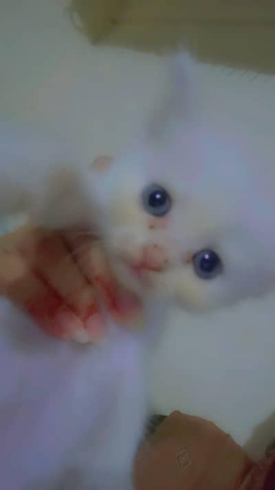 Persian baby cat blue eyes for sale Rawalpindi