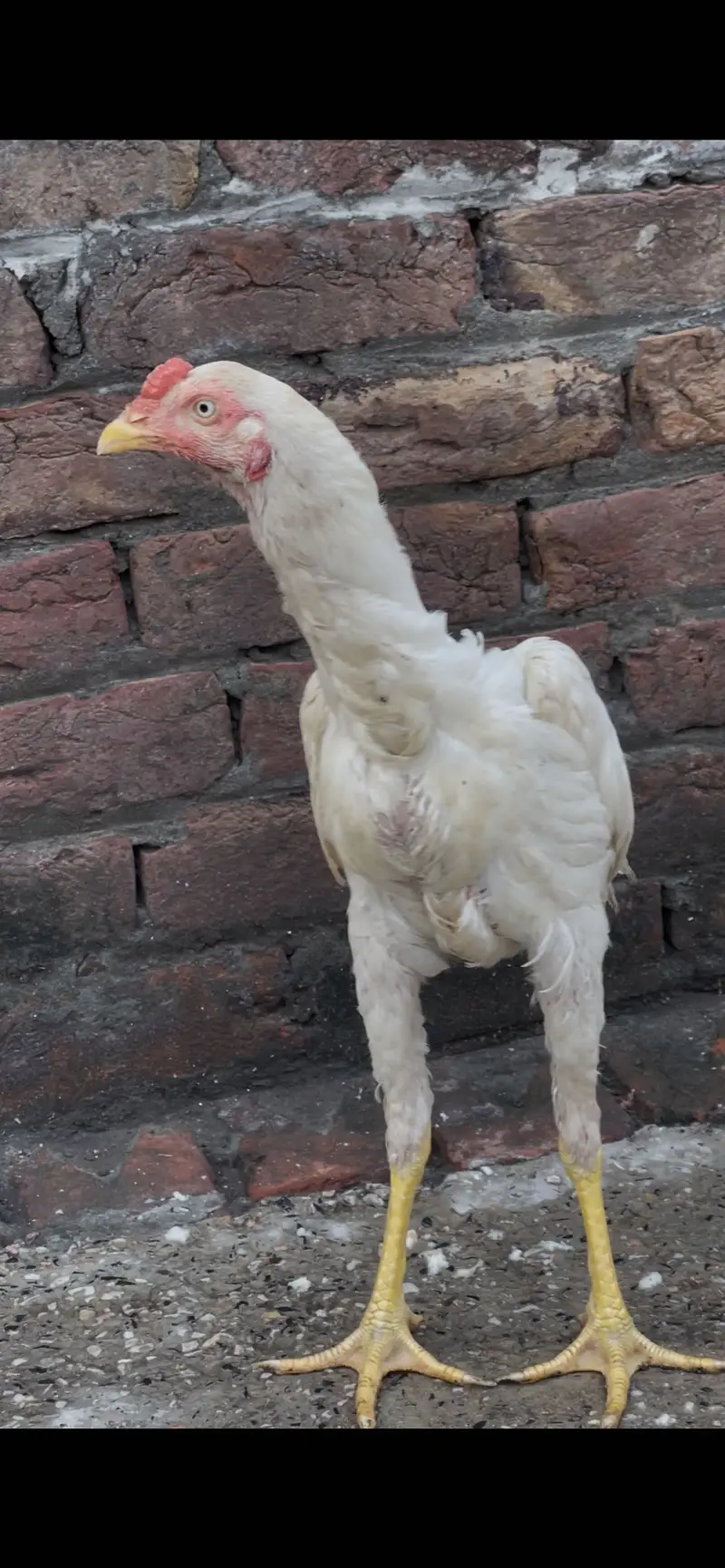 Aseel patha — photo 3
