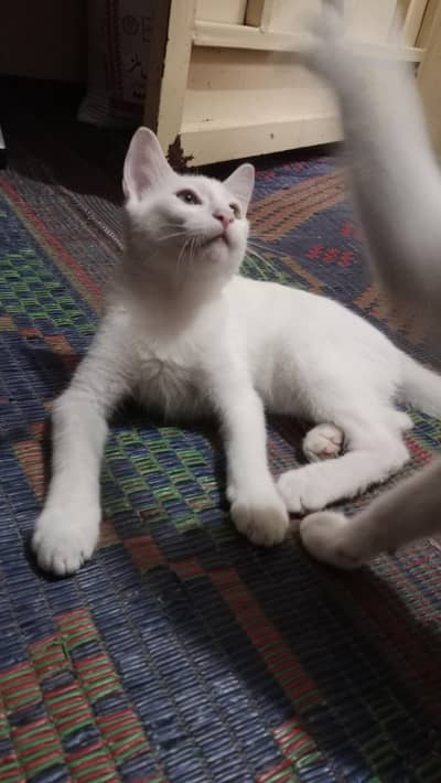 Persian Cat for adoption