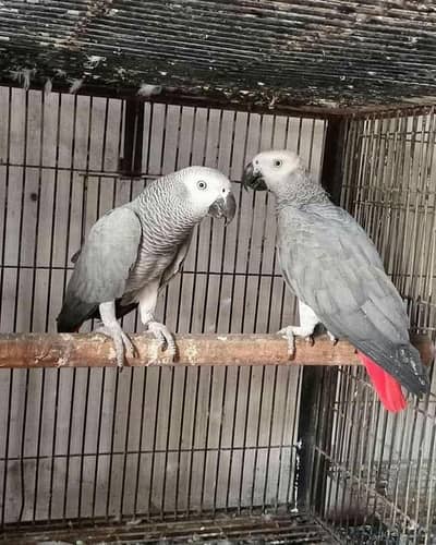 African grey parrot only WhatsApp 03237382400