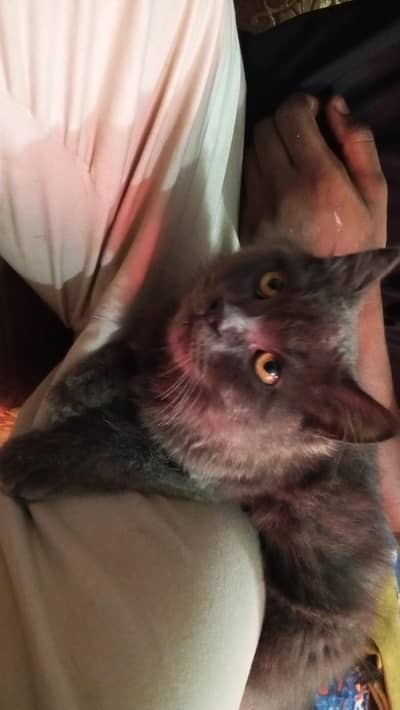Persian