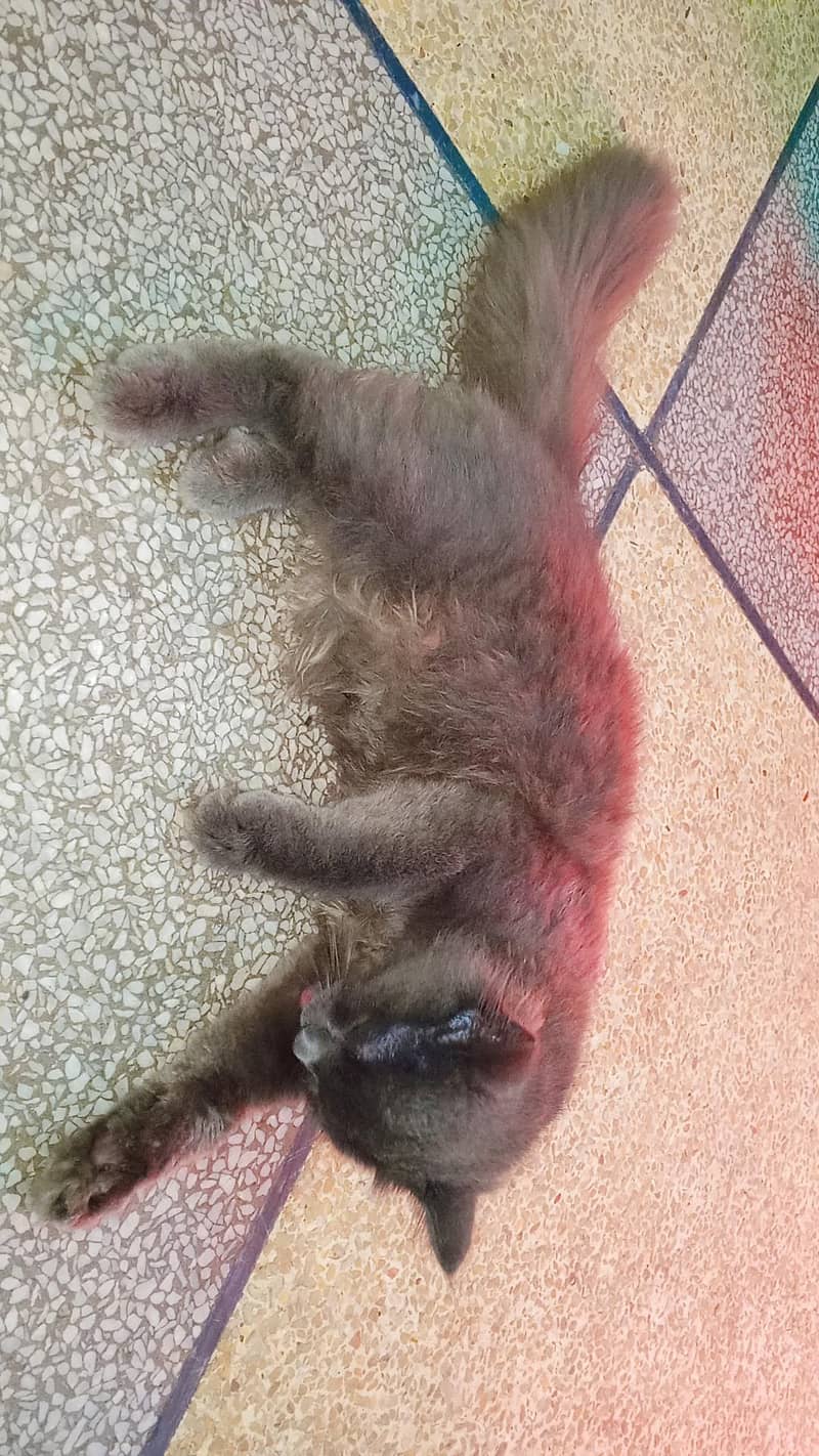 Persian 2