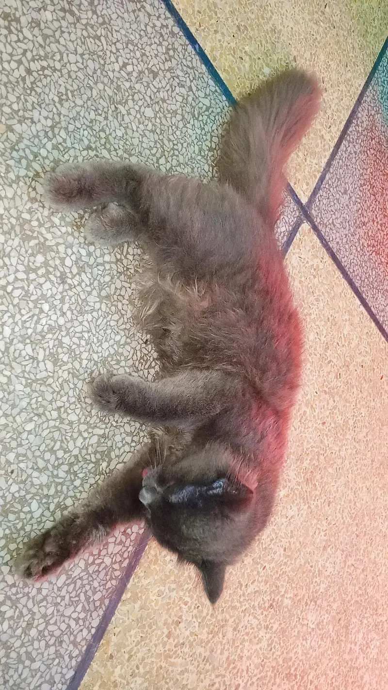 Persian — photo 3