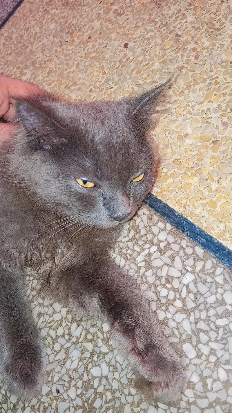 Persian — photo 4
