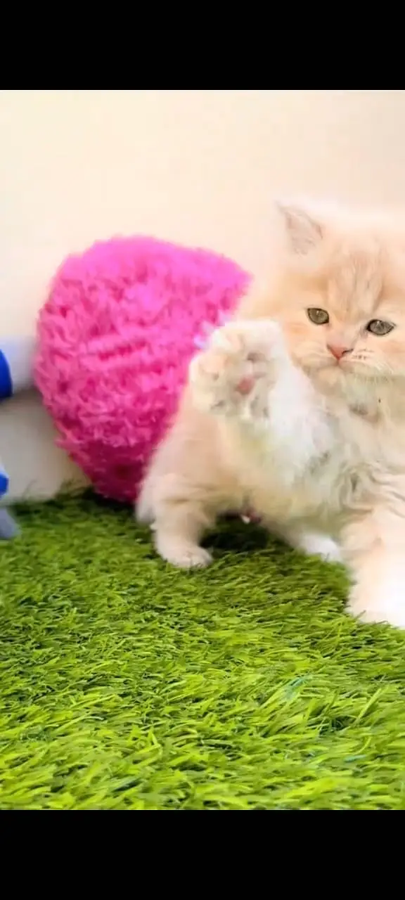 Quality Persian Punchface cat & kitten. moreWhatsApp 03265642090 — photo 2