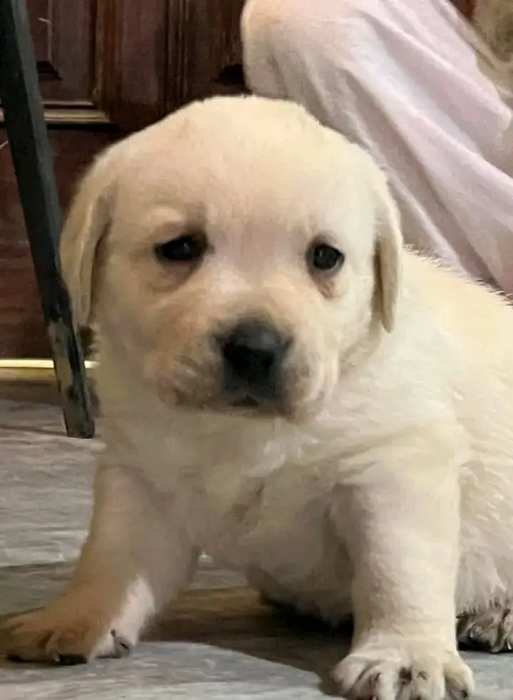 labrador puppy pedigree microchip 03014615555 — photo 2