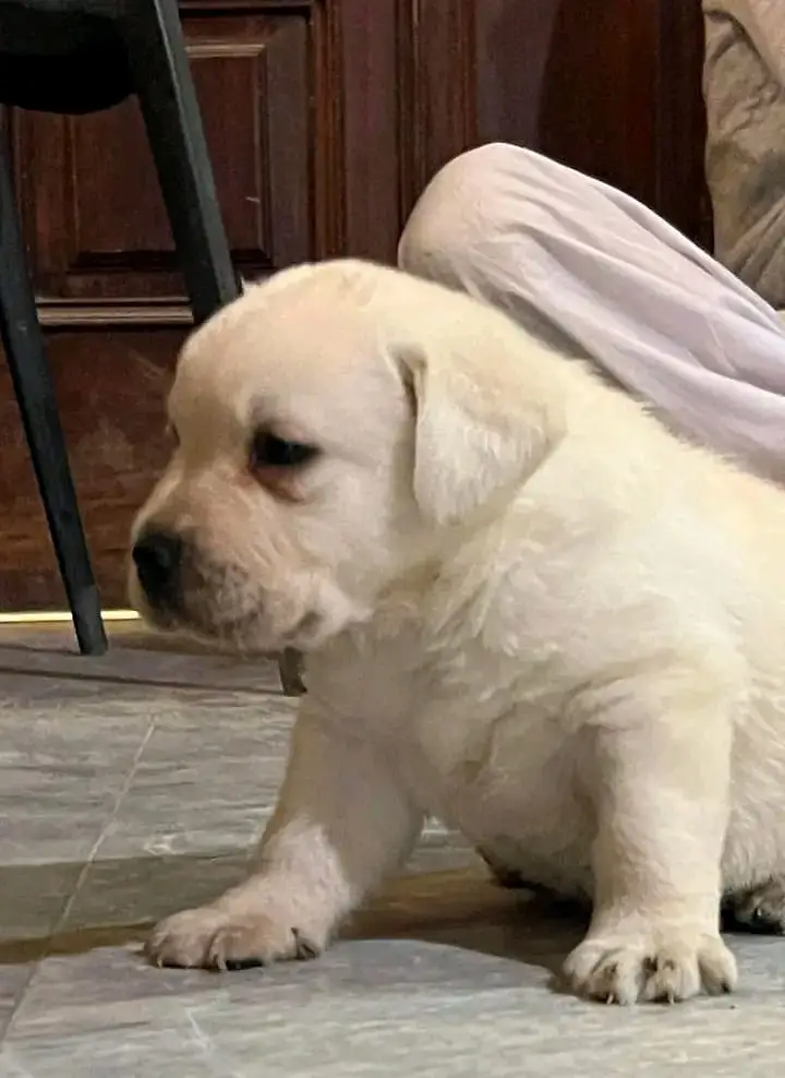 labrador puppy pedigree microchip 03014615555 — photo 3