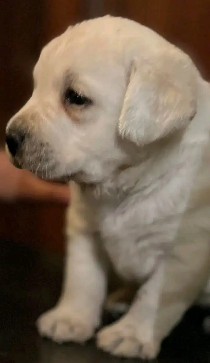 labrador puppy pedigree microchip 03014615555 — photo 4
