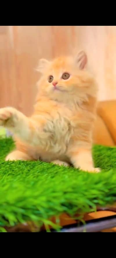 Quality Persian Punchface cat & kitten. moreWhatsApp 03265642090