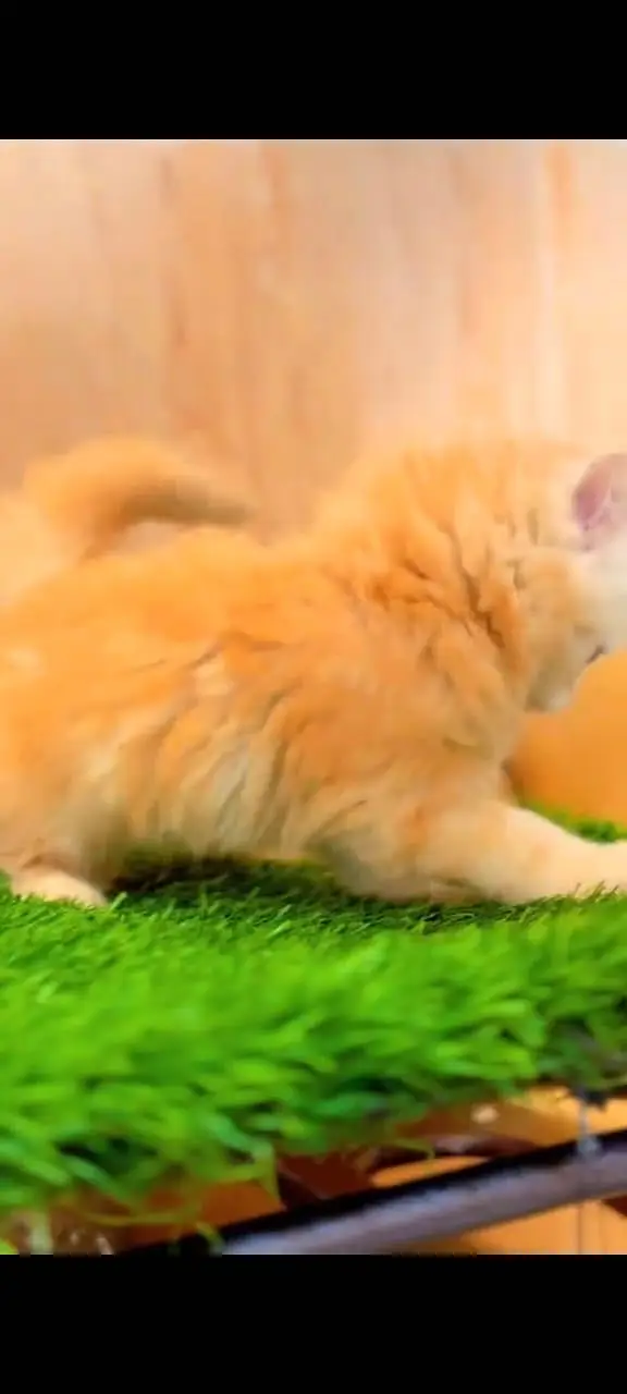 Quality Persian Punchface cat & kitten. moreWhatsApp 03265642090 — photo 2