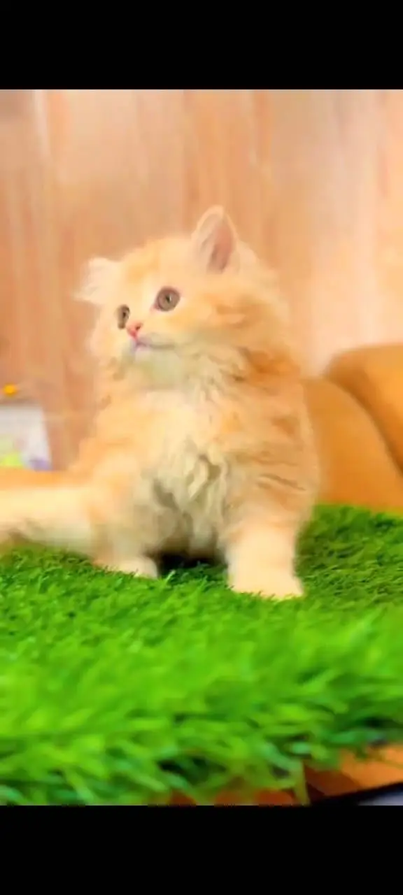 Quality Persian Punchface cat & kitten. moreWhatsApp 03265642090 — photo 3
