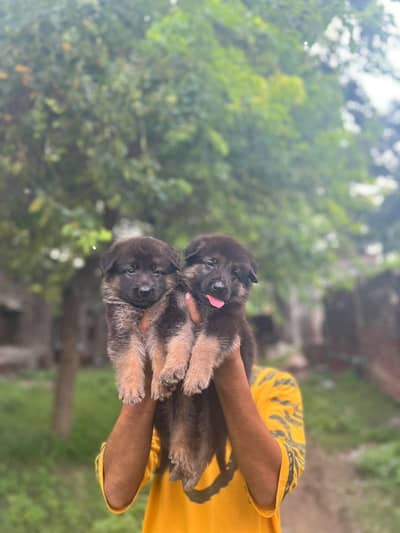 German Shepherd puppies 03019496145