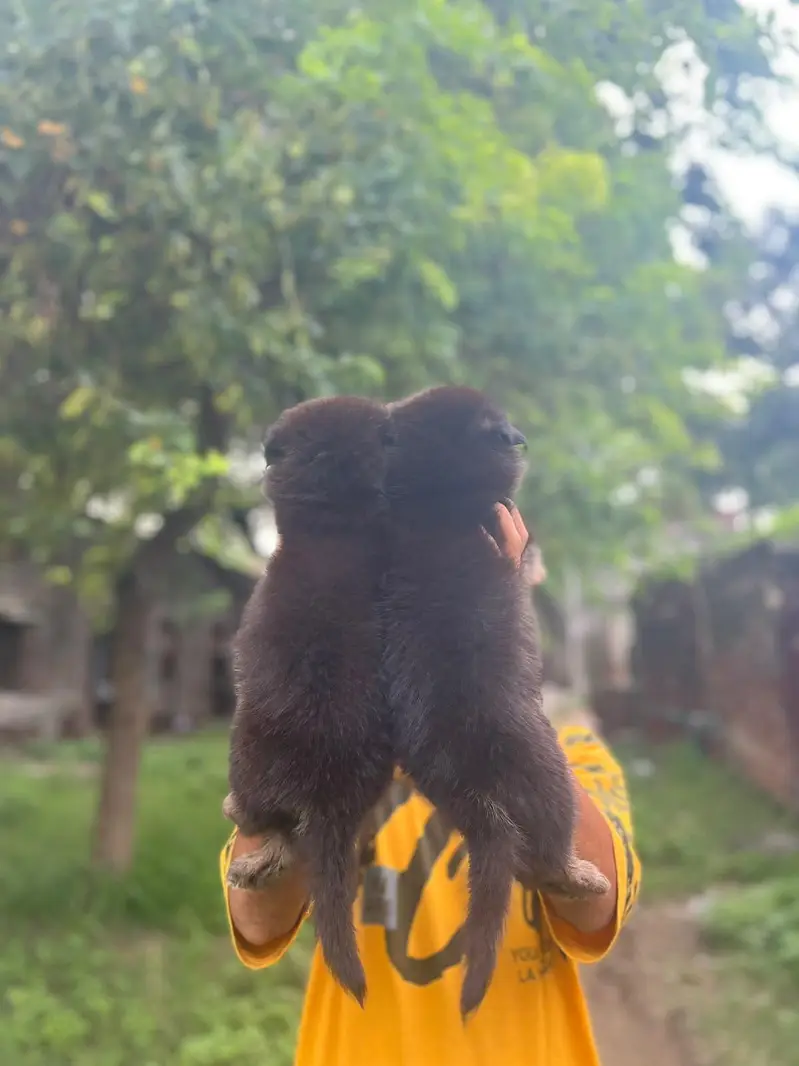 German Shepherd puppies 03019496145 — photo 2