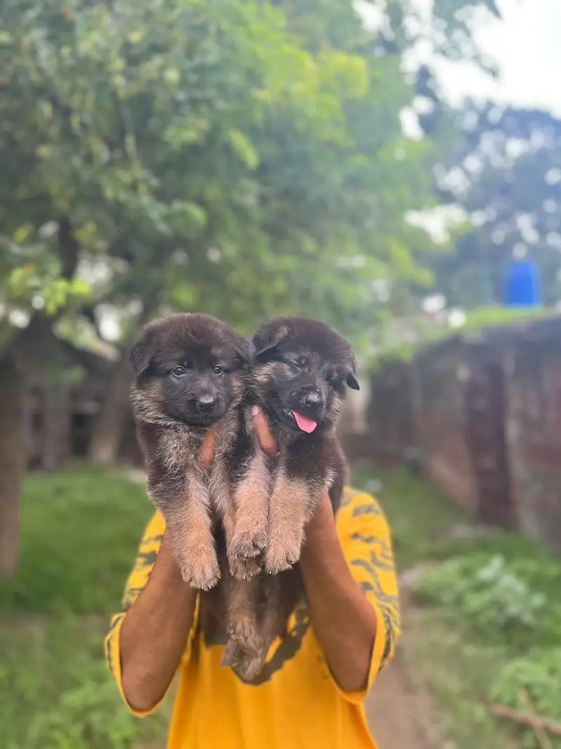 German Shepherd puppies 03019496145 — photo 4