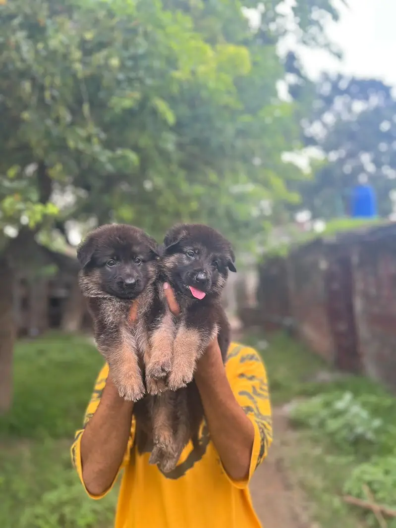 German Shepherd puppies 03019496145 — photo 5