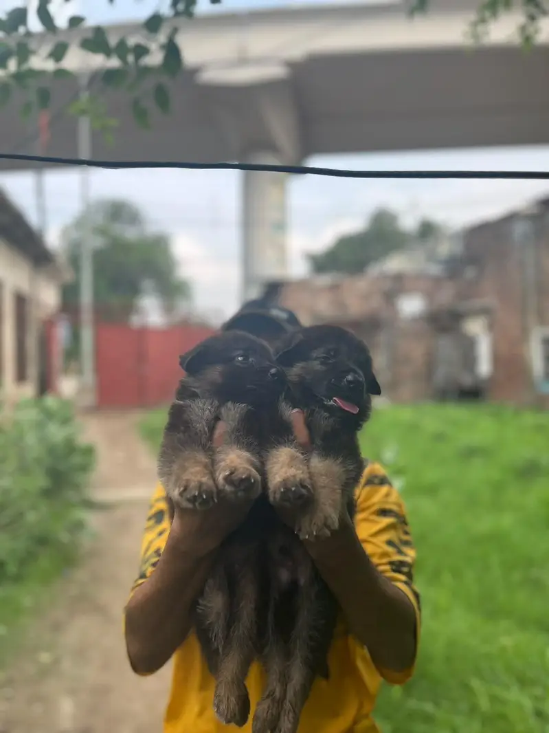 German Shepherd puppies 03019496145 — photo 6
