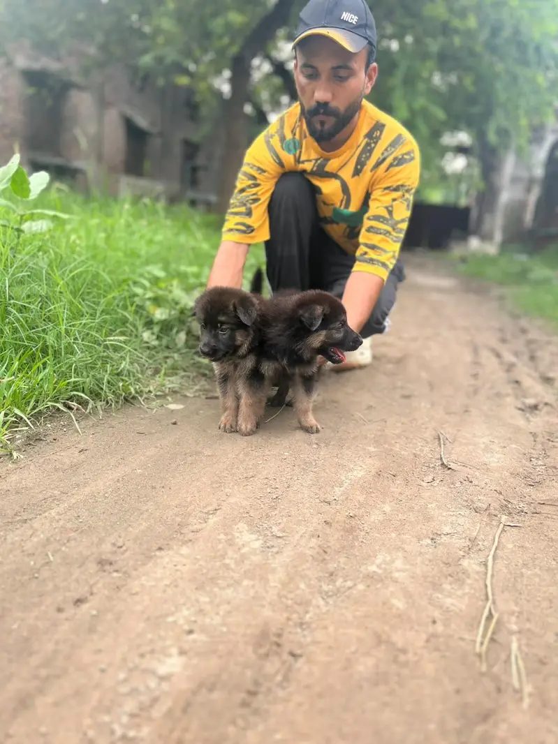 German Shepherd puppies 03019496145 — photo 7