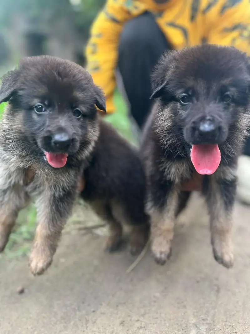 German Shepherd puppies 03019496145 — photo 10