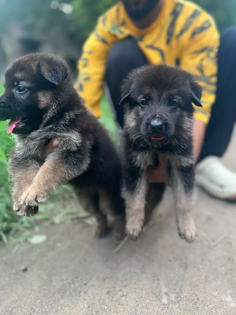 German Shepherd puppies 03019496145 — photo 11
