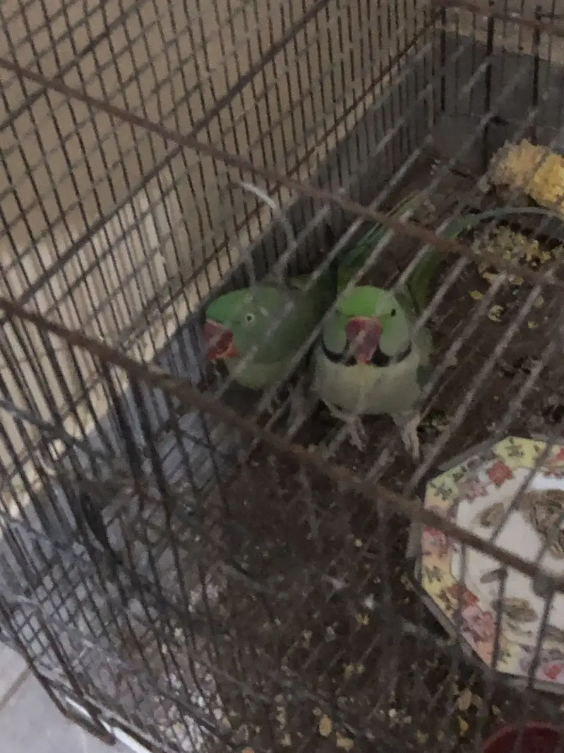 Pahari parrot — photo 3