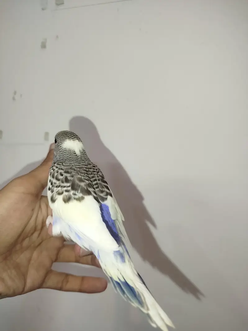 Handtamed Australian Budgies Available For Sale Per Piece Price — photo 2