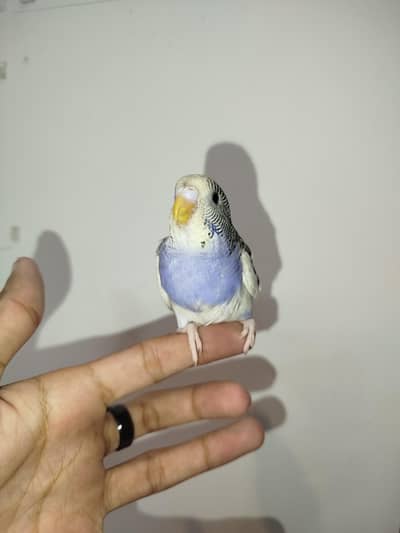 Handtamed Australian Budgies Available For Sale Per Piece Price