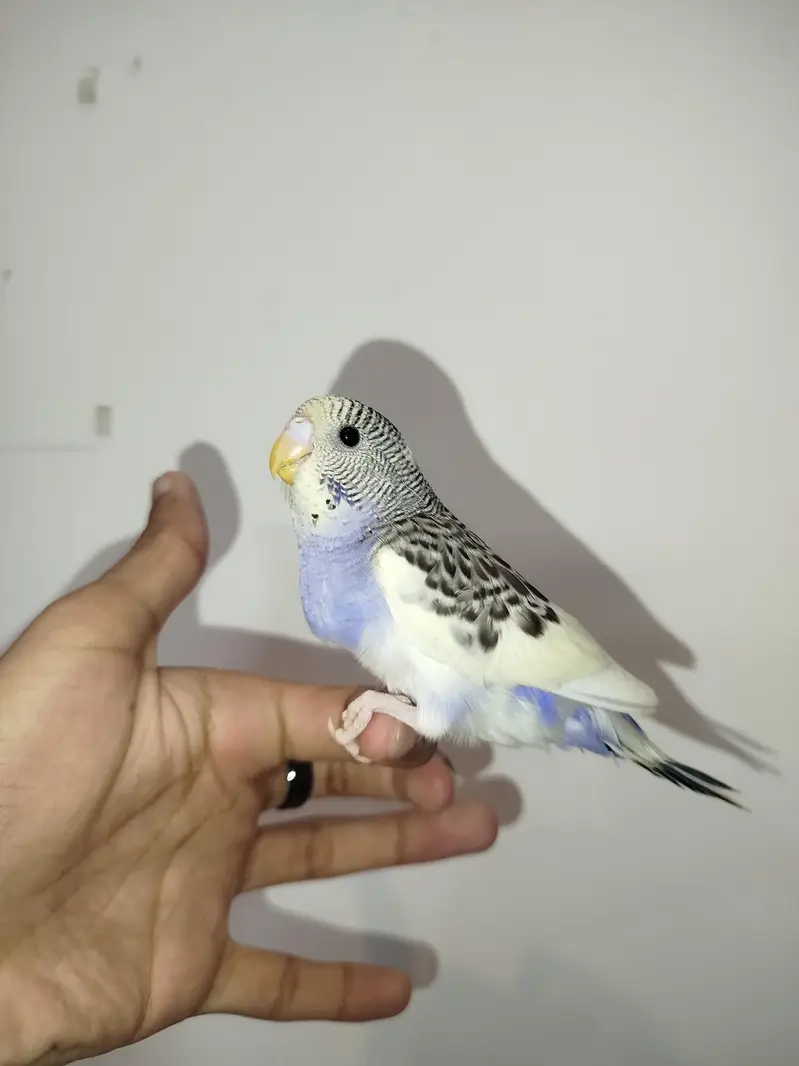 Handtamed Australian Budgies Available For Sale Per Piece Price — photo 3