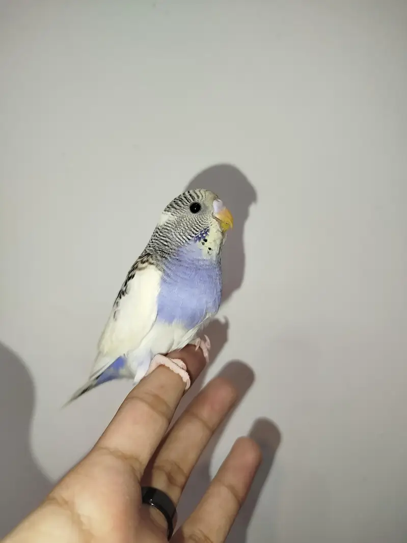 Handtamed Australian Budgies Available For Sale Per Piece Price — photo 4