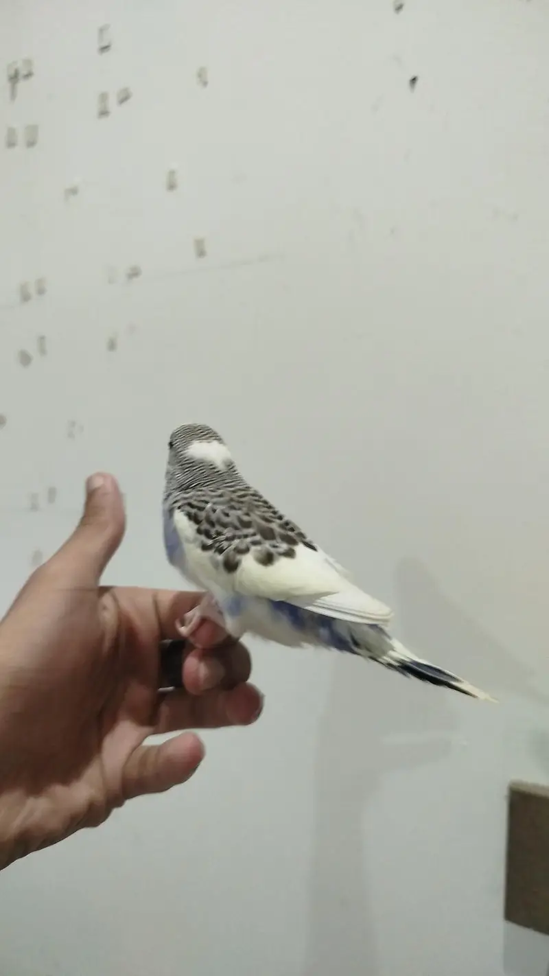 Handtamed Australian Budgies Available For Sale Per Piece Price — photo 5