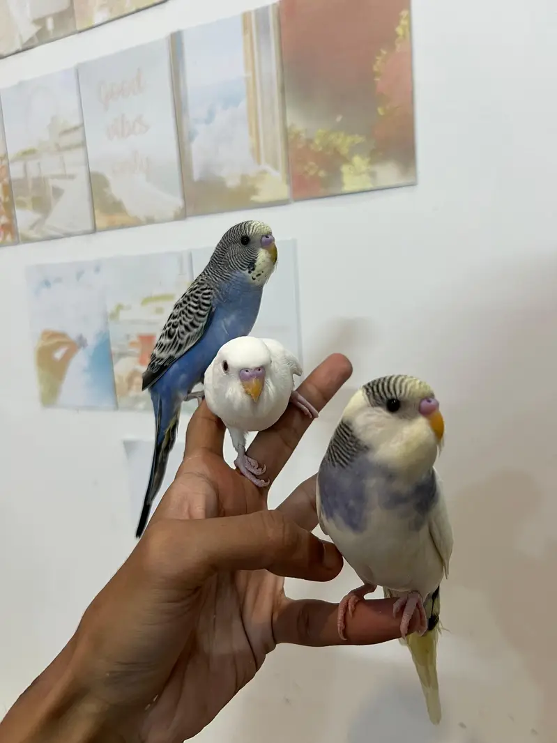 Handtamed Australian Budgies Available For Sale Per Piece Price — photo 6