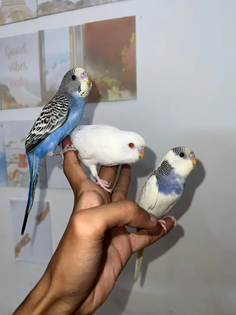Handtamed Australian Budgies Available For Sale Per Piece Price — photo 7
