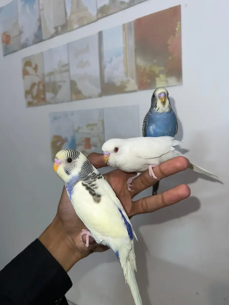 Handtamed Australian Budgies Available For Sale Per Piece Price — photo 8