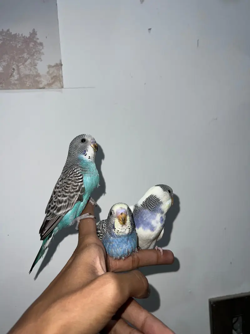 Handtamed Australian Budgies Available For Sale Per Piece Price — photo 9
