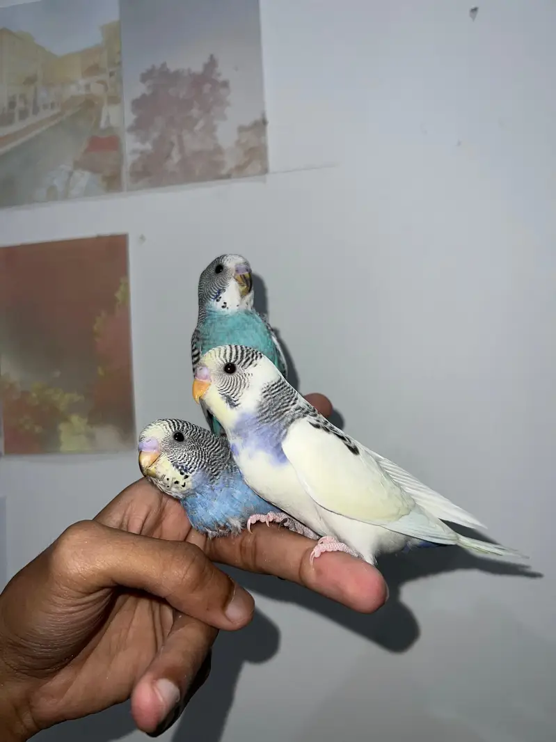 Handtamed Australian Budgies Available For Sale Per Piece Price — photo 10
