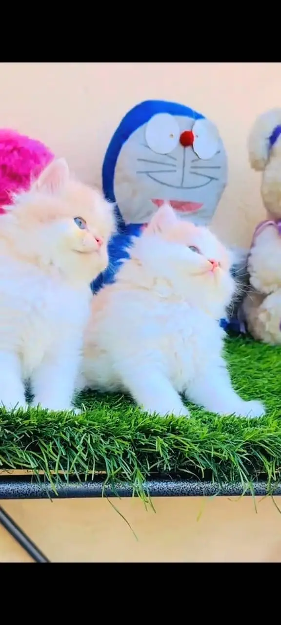 Quality Persian Punchface cat & kitten. moreWhatsApp 03265642090 — photo 3