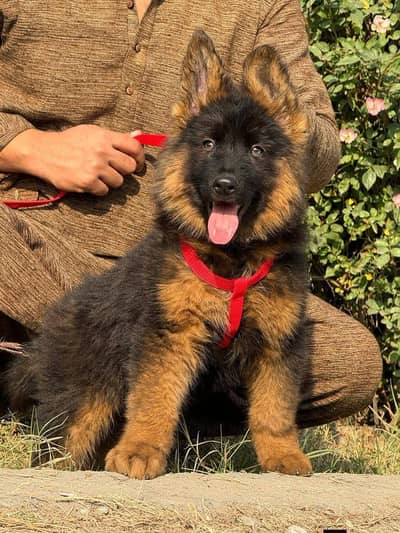 (German- shepherd) (puppies) contact WhatsApp contact [0343=24=55=191]