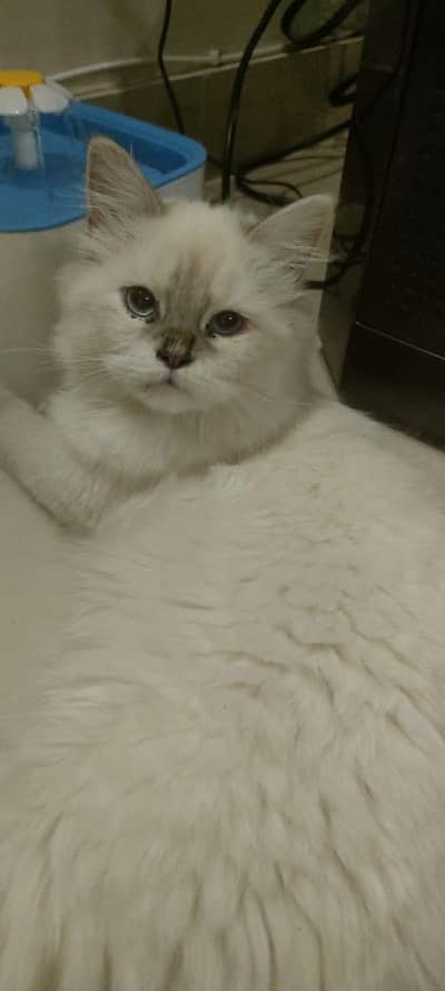 triple coated Himalayan Persian cat