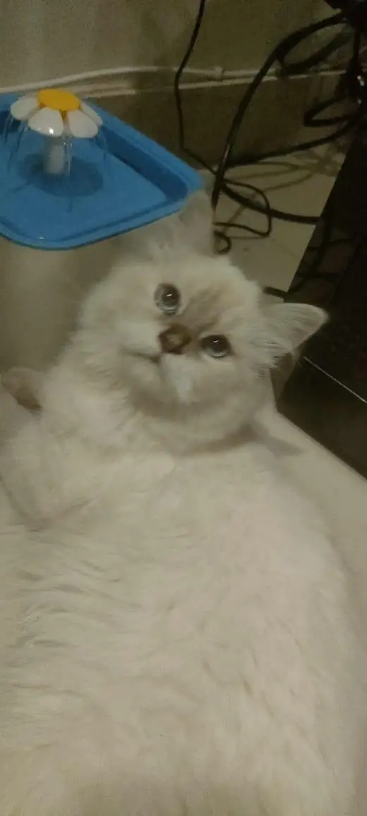 triple coated Himalayan Persian cat — photo 2