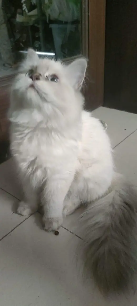 triple coated Himalayan Persian cat — photo 3