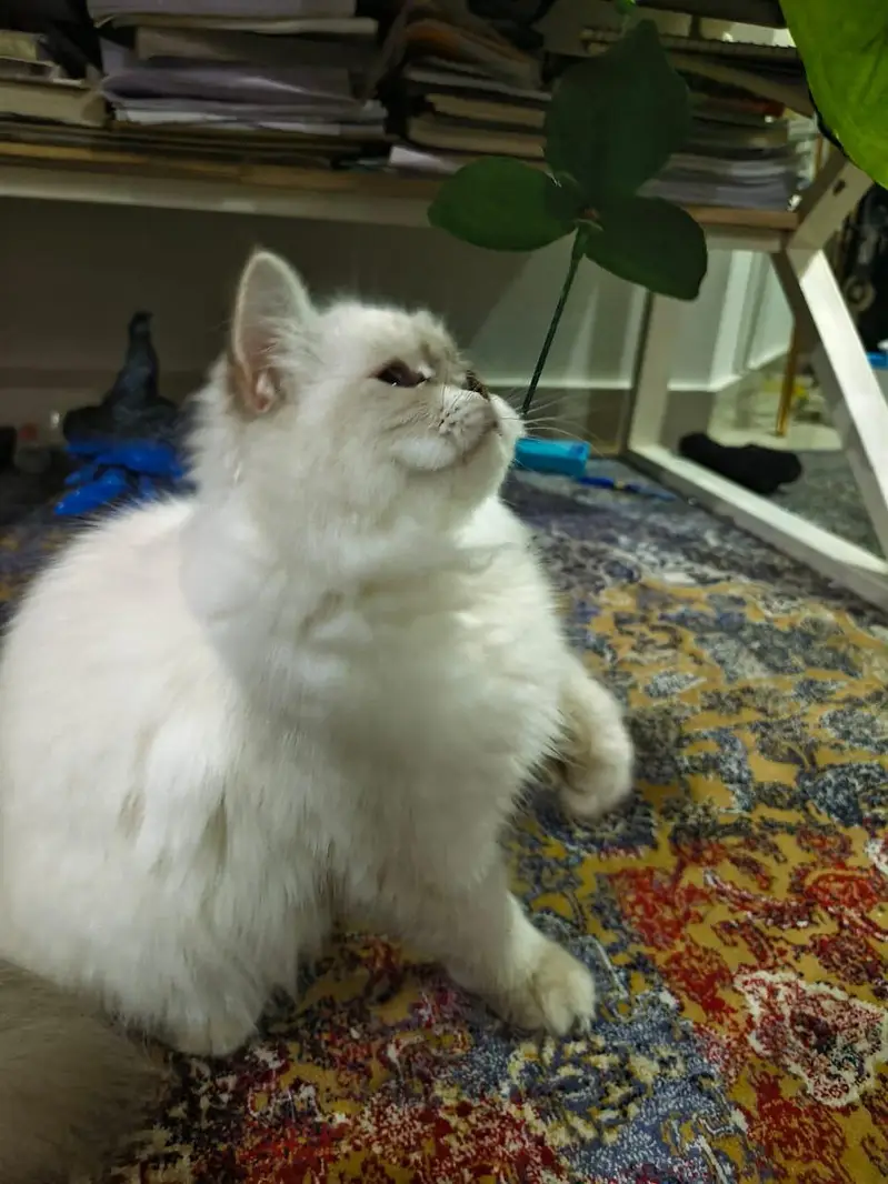 triple coated Himalayan Persian cat — photo 4