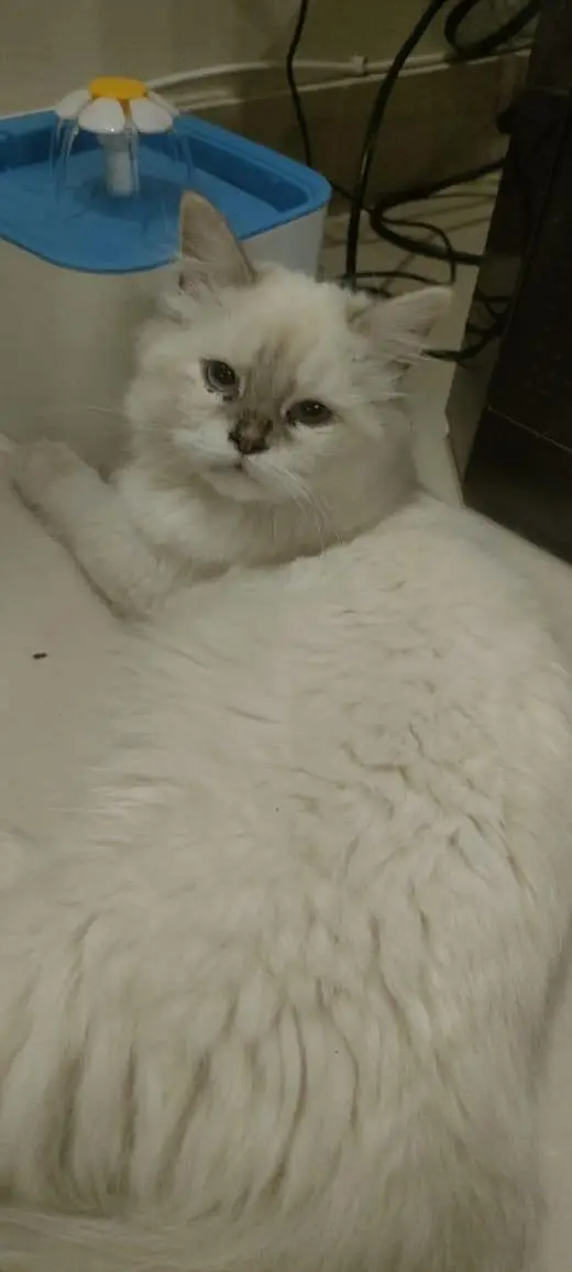 triple coated Himalayan Persian cat — photo 5