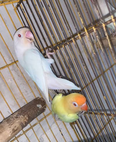 Love Birds Breader Pear