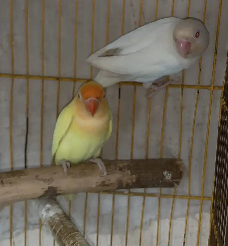 Love Birds Breader Pear — photo 2