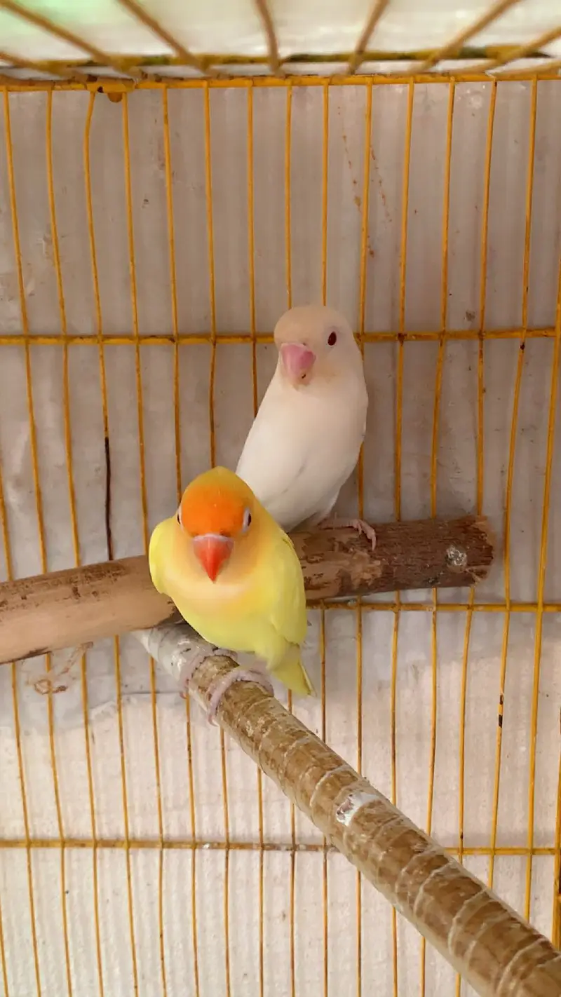 Love Birds Breader Pear — photo 3