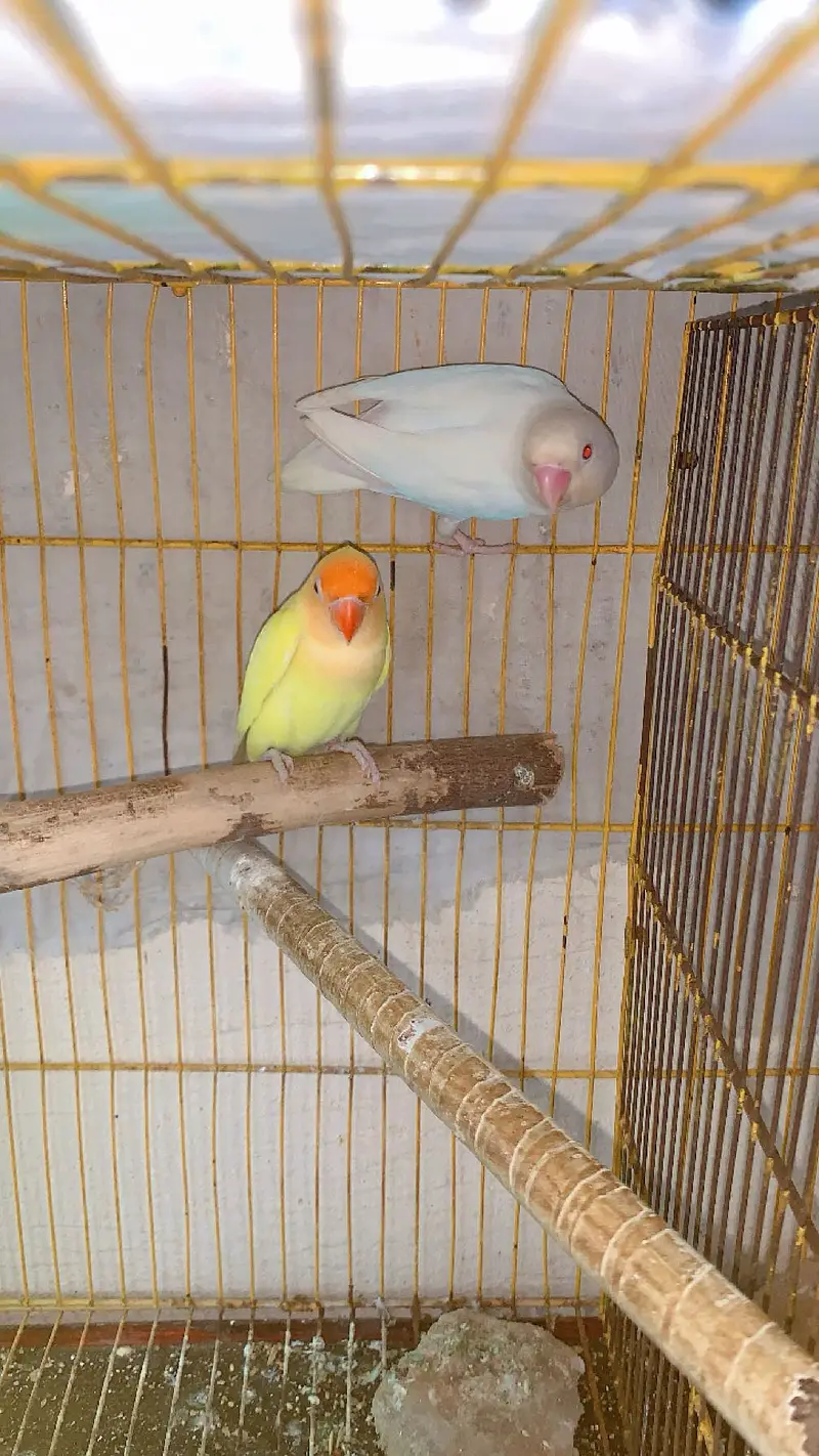 Love Birds Breader Pear — photo 4