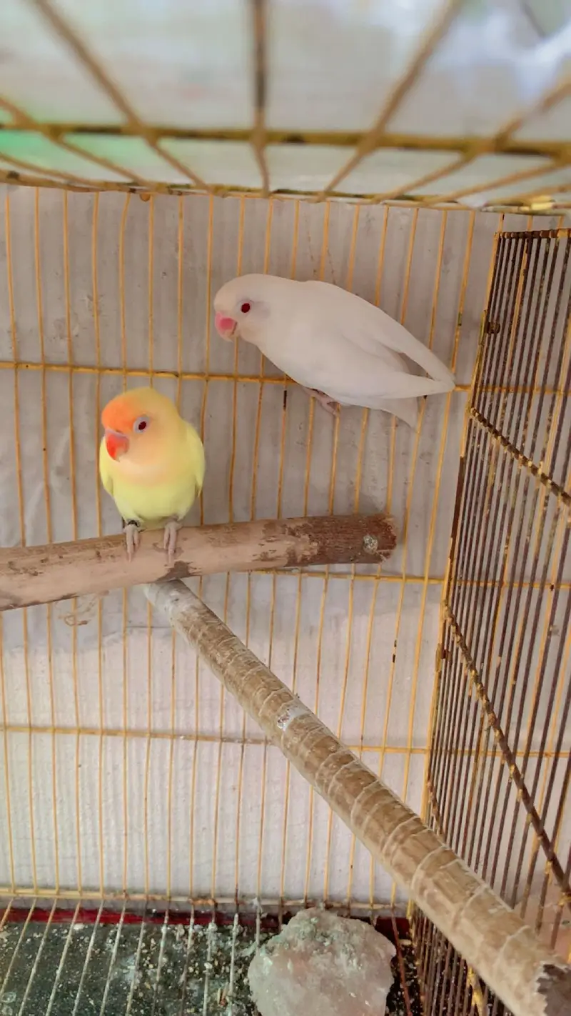 Love Birds Breader Pear — photo 5
