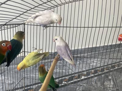Lovebirds