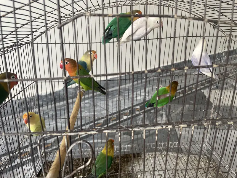 Lovebirds — photo 2