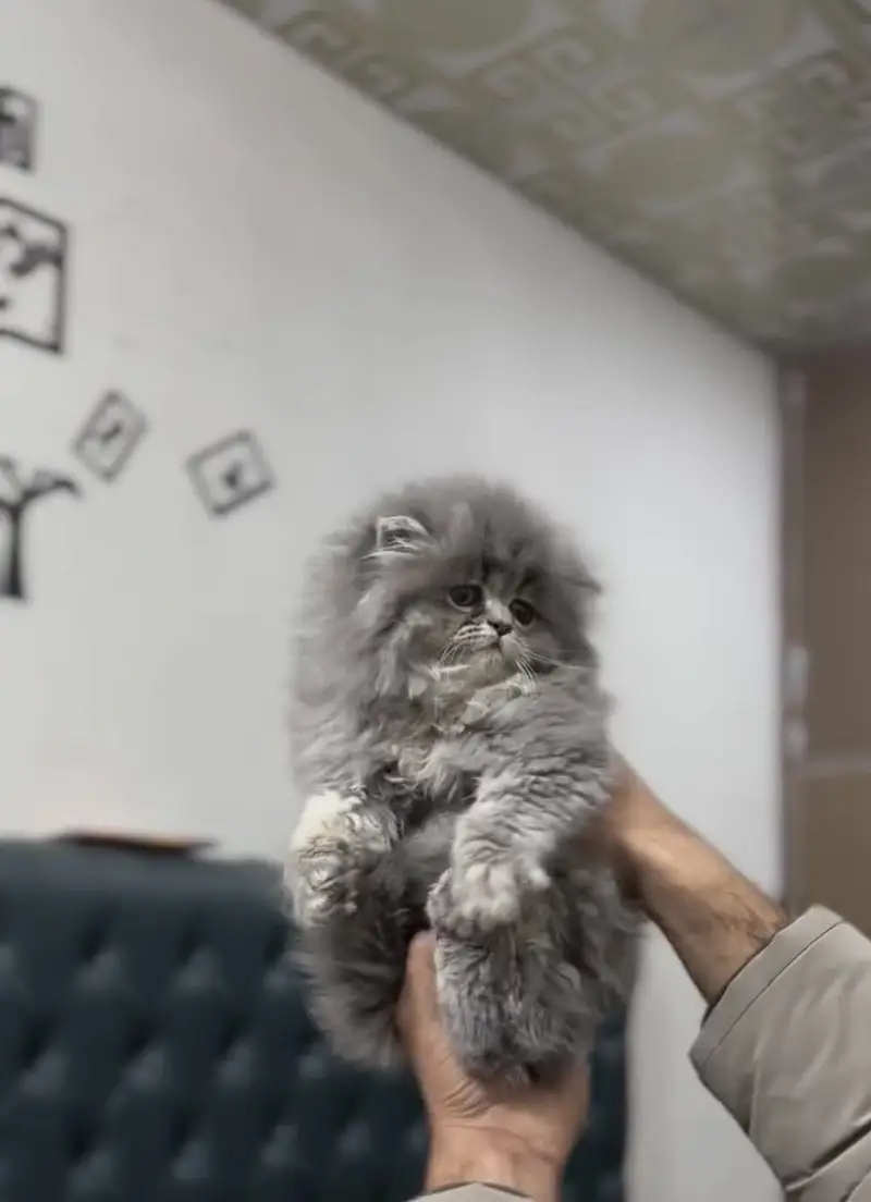 Quality Persian Punchface cat & kitten. moreWhatsApp 03265642090 — photo 2