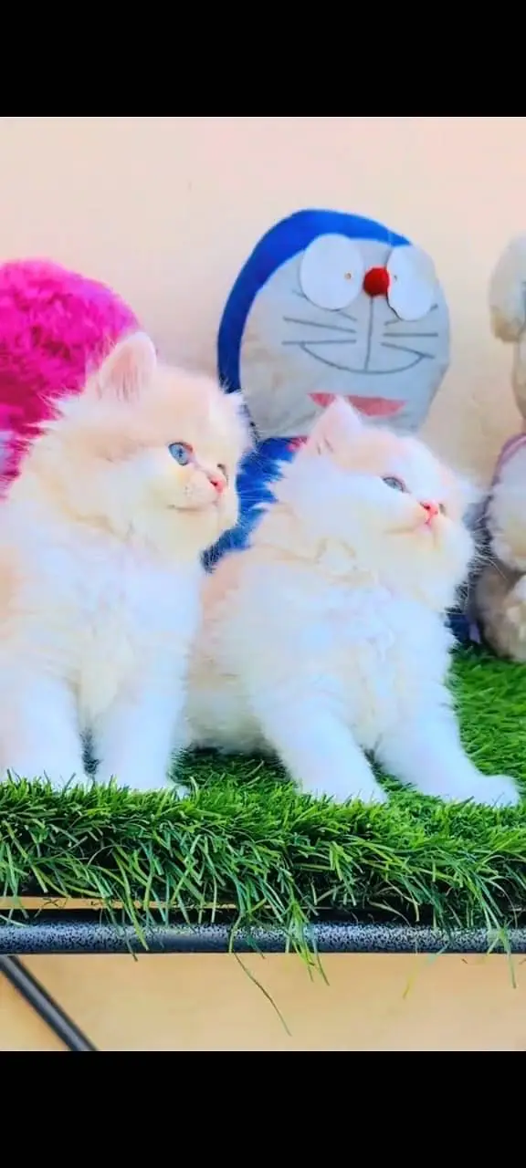 Quality Persian Punchface cat & kitten. moreWhatsApp 03265642090 — photo 2